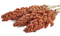 Sorghum Checkoff harnesses Google to boost awareness, demand Sorghum Checkoff harnesses Google to boost awareness, demand
