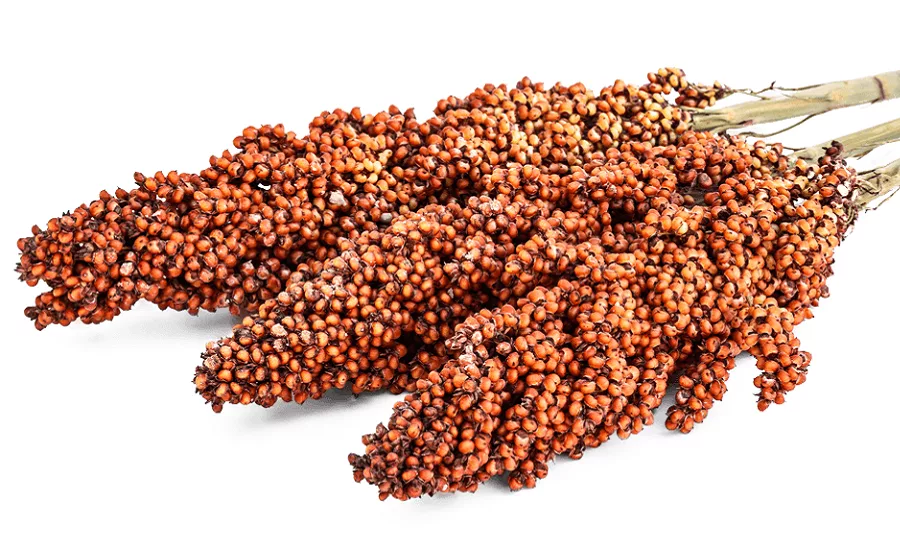 Sorghum Checkoff harnesses Google to boost awareness, demand