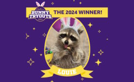 Cadbury reveals 2024 Cadbury Bunny Tryouts winner: Louie the raccoon