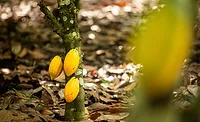 WCF launches new methodology for measuring cocoa farmer household income WCF launches new methodology for measuring cocoa farmer household income