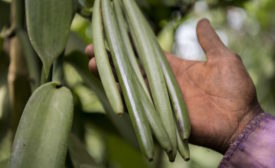 Vanilla supply chain resilience: diversifying country of origin is key