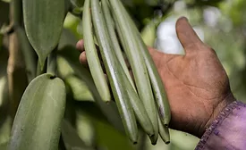 Vanilla supply chain resilience: diversifying country of origin is key