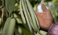 Vanilla supply chain resilience: diversifying country of origin is key Vanilla supply chain resilience: diversifying country of origin is key
