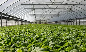 greenhouse generic image