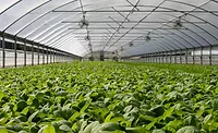 greenhouse generic image
