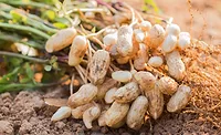 ADM, Smucker partner to improve U.S. peanut value chain
