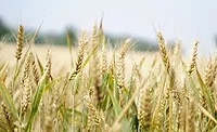 wheat fields generic wheat fields generic