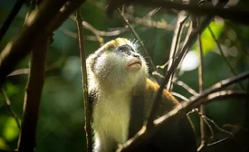 WCF launches deforestation risk assessment methodology