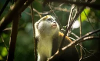 WCF launches deforestation risk assessment methodology