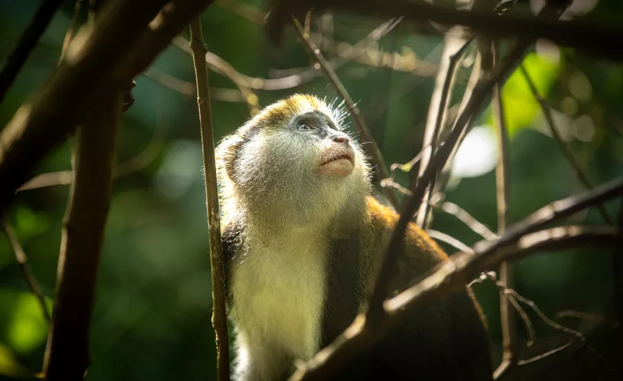WCF launches deforestation risk assessment methodology