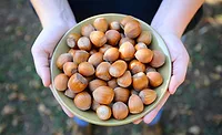 Ferrero invests in U.S. hazelnut farming Ferrero invests in U.S. hazelnut farming