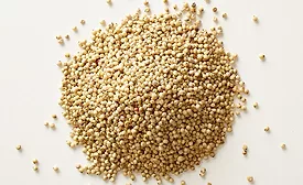 USDA adds new sorghum variants to FoodData Central