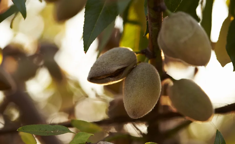 California almond acreage drops again in 2024