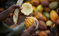 ofi to launch first cocoa biochar project