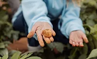 PoLoPo cultivates protein-producing potato plants PoLoPo cultivates protein-producing potato plants