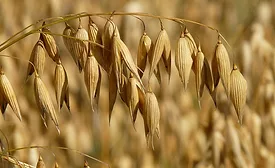 Avena Foods appoints brewing industry veteran Wayne Arsenault as its new CEO