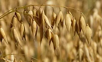 Avena Foods appoints brewing industry veteran Wayne Arsenault as its new CEO