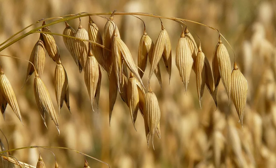 Avena Foods appoints brewing industry veteran Wayne Arsenault as its new CEO