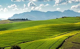 Beneo, Puratos join with beet sugar producer on climate project