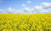 Puratos, Burcon to partner on canola protein development Puratos, Burcon to partner on canola protein development