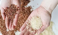 Grain Foods Foundation names Stephanie Ludlum deputy executive director of project management Grain Foods Foundation names Stephanie Ludlum deputy executive director of project management