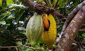 Rainforest Alliance supports companies to make a leap towards EUDR compliance
