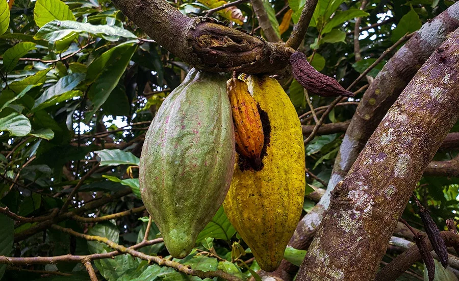 Rainforest Alliance supports companies to make a leap towards EUDR compliance