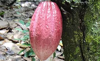 Podcast: Global Organics on cocoa sustainability Podcast: Global Organics on cocoa sustainability
