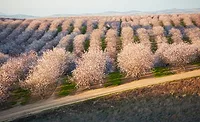 Almond Board of California searches for board personnel Almond Board of California searches for board personnel