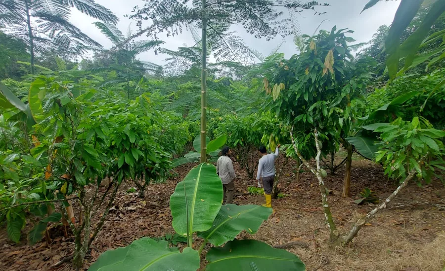 GIZ, ofi, Rikolto expand low carbon agriculture in Ecuador