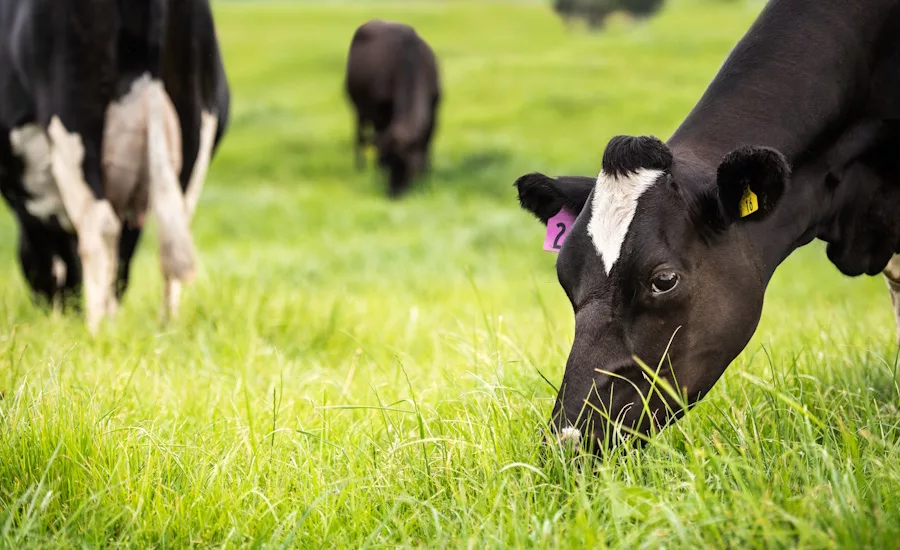 Mars pledges to empower dairy farmers to reduce on-farm emissions