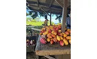 Podcast: The state of the cacao industry