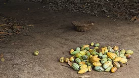 Rainforest Alliance launches new sustainable agriculture standard