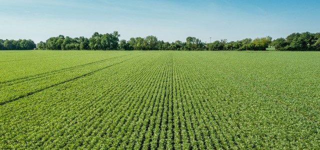 BENEO_plantbased_inside.jpg