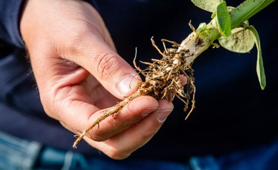 Plant-based products continue to thrive: Beneo