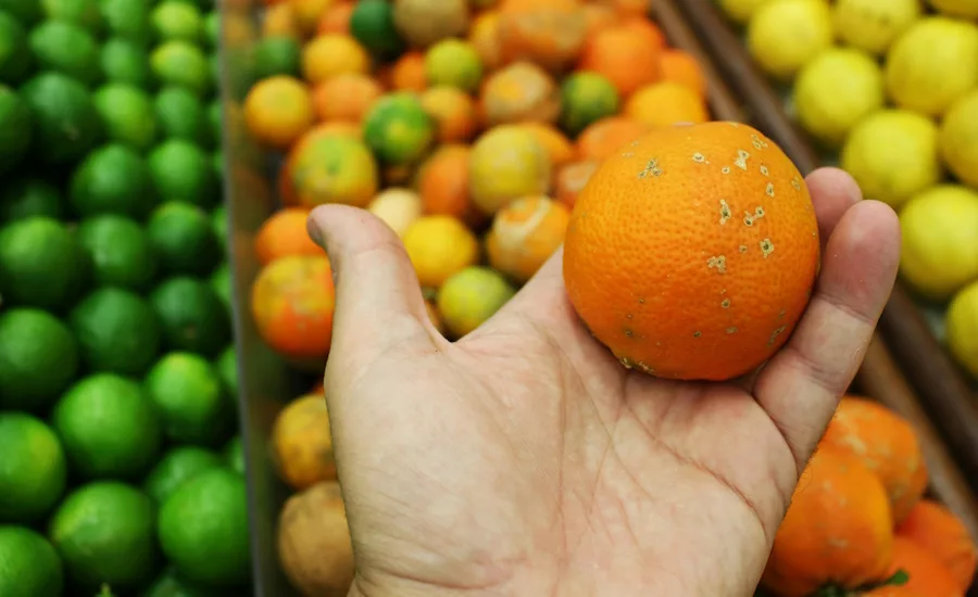 IFT to host virtual food fraud prevention workshop