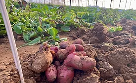 PoLoPo increases lab-scale sample production of potato plants