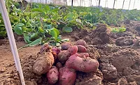 PoLoPo increases lab-scale sample production of potato plants