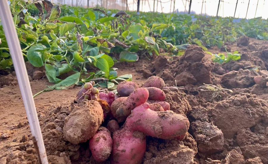 PoLoPo increases lab-scale sample production of potato plants