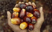 Consumers concerned about responsible palm oil sourcing: Cargill