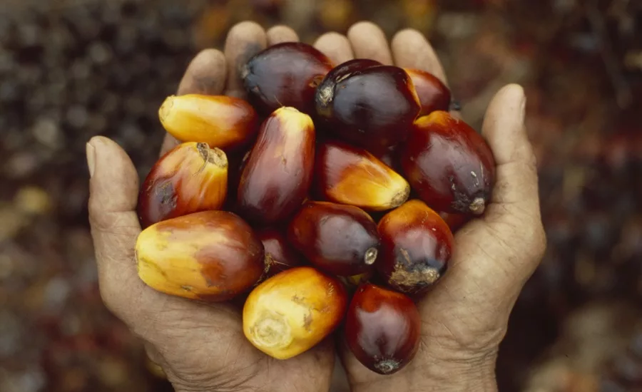Consumers concerned about responsible palm oil sourcing: Cargill