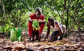 Nestlé, ofi launch global agroforestry partnership