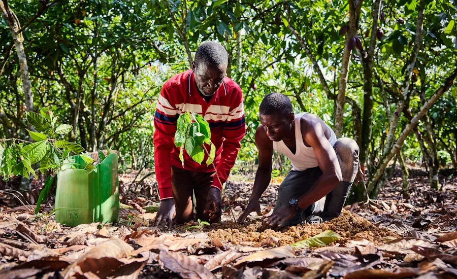 Nestlé, ofi launch global agroforestry partnership
