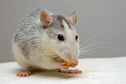 mouse generic