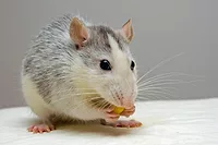 mouse generic