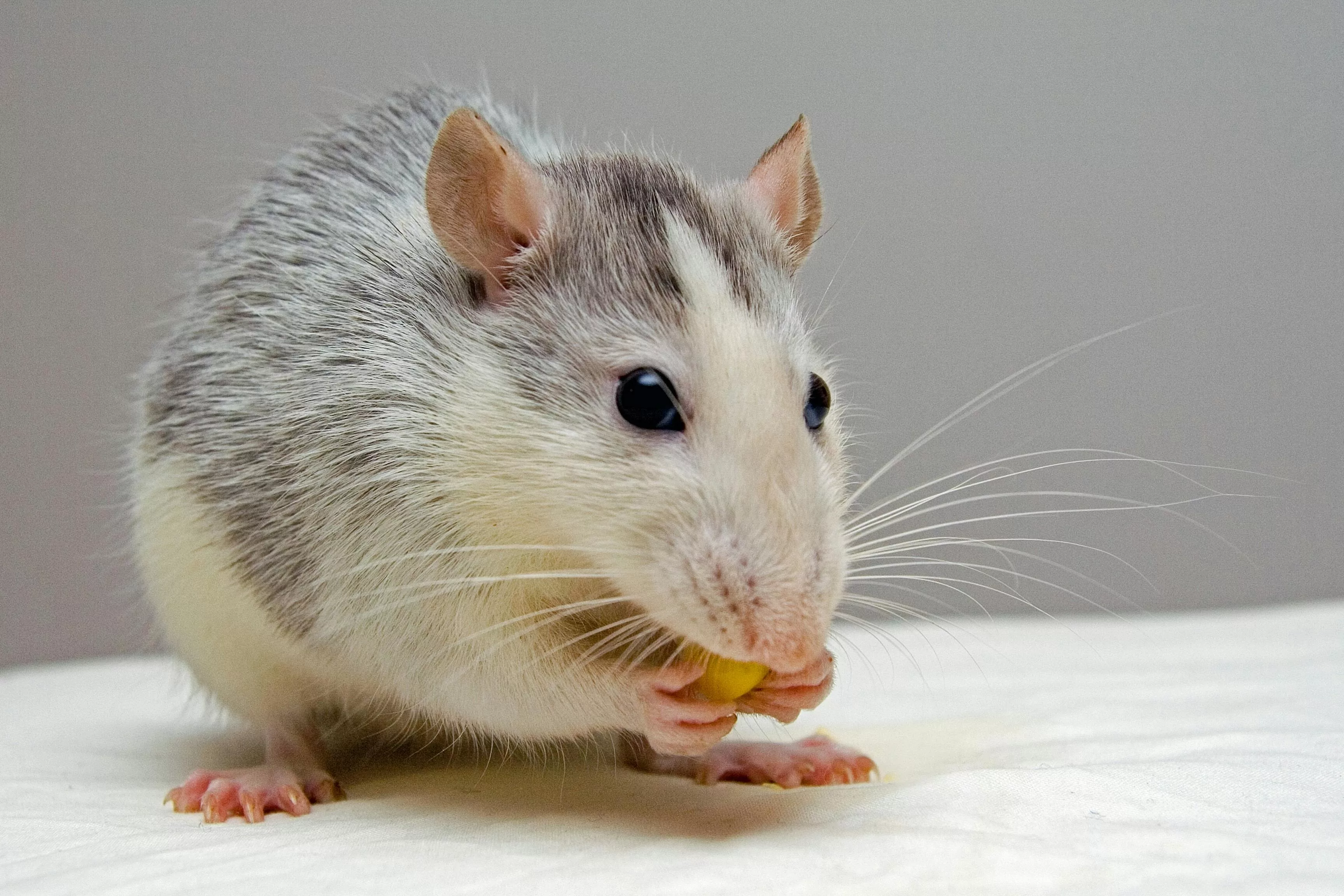 mouse generic