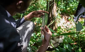 Uganda vanilla offers stability in confectionery industry: VANEX