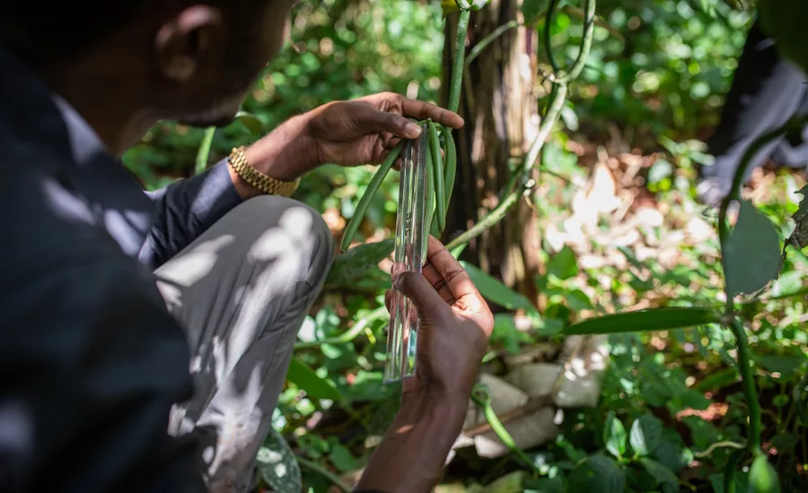 Uganda vanilla offers stability in confectionery industry: VANEX