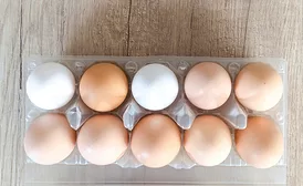 Bird flu crisis shows signs of easing: American Egg Board