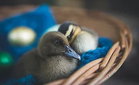 duck eggs generic